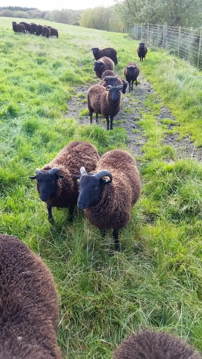 Pedigree Black Welsh Mountain rams for sale - Image 2