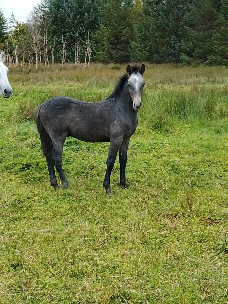 Connemara Colt Foal - Image 2