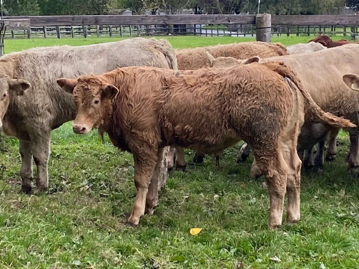 22 Charolais and Limousine Bullocks - Image 2