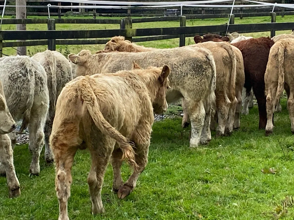22 Charolais and Limousine Bullocks - Image 3