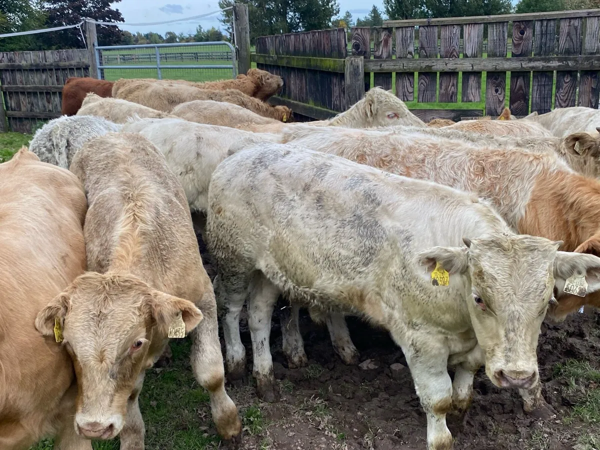22 Charolais and Limousine Bullocks - Image 4