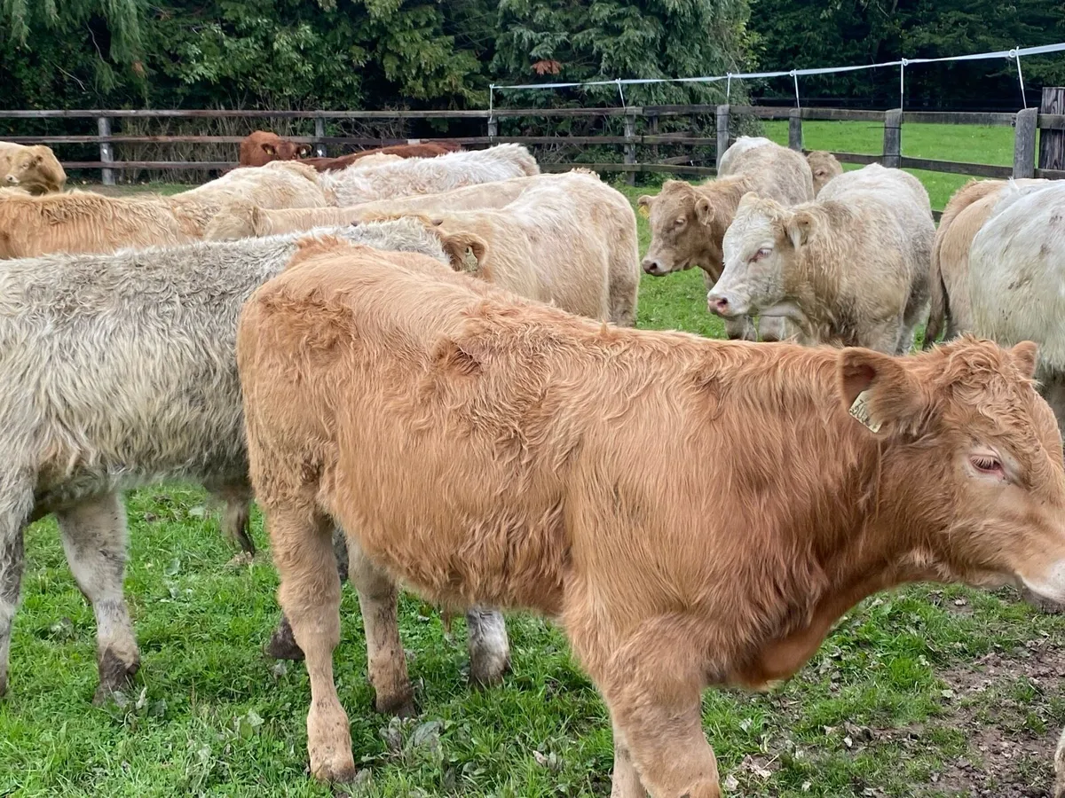 22 Charolais and Limousine Bullocks - Image 1