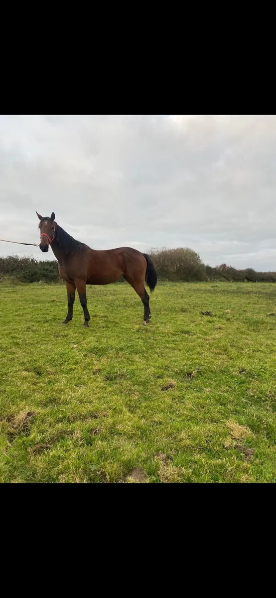 Pointilliste filly for sale - Image 1