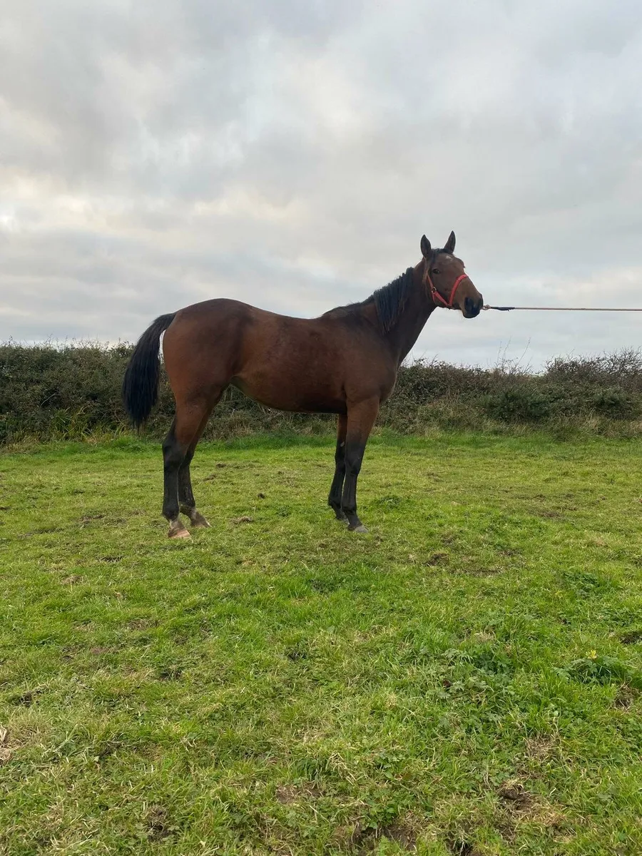 Pointilliste filly for sale - Image 2