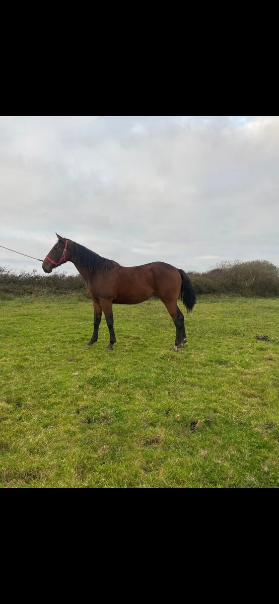 Pointilliste filly for sale - Image 3