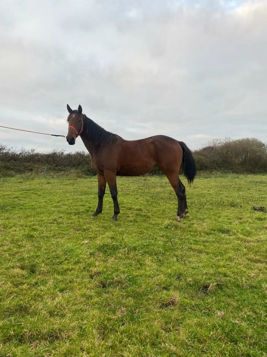Pointilliste filly for sale - Image 4
