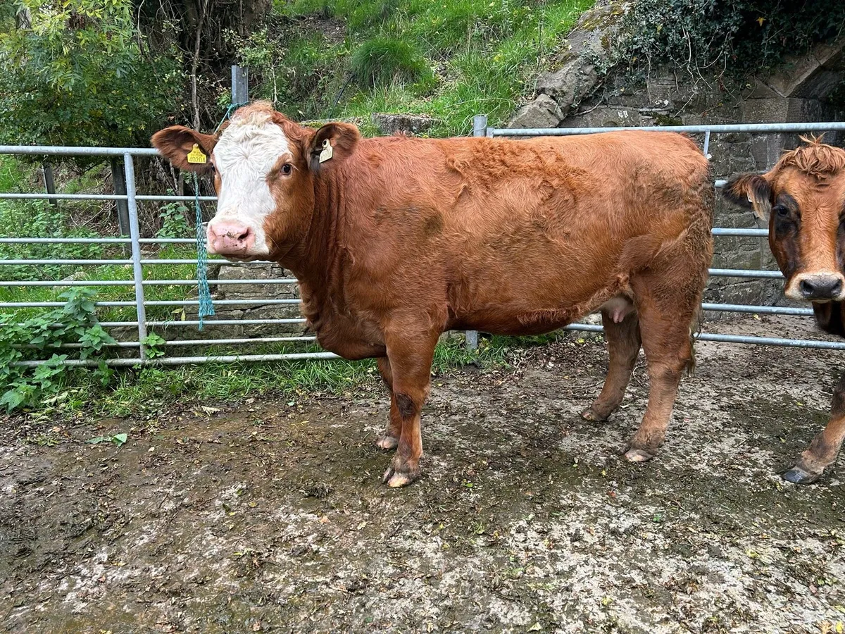 In Calf Heifer 5 ⭐ - Image 1