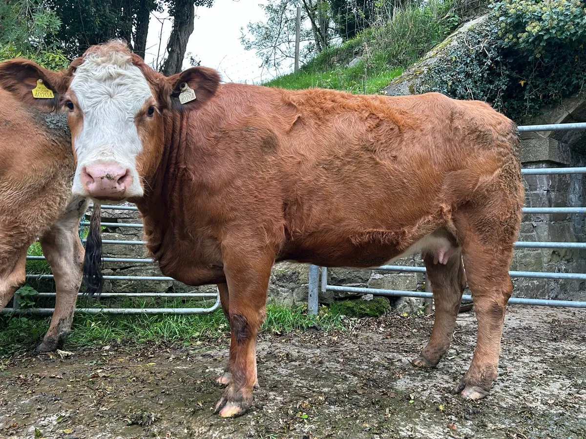 In Calf Heifer 5 ⭐ - Image 2