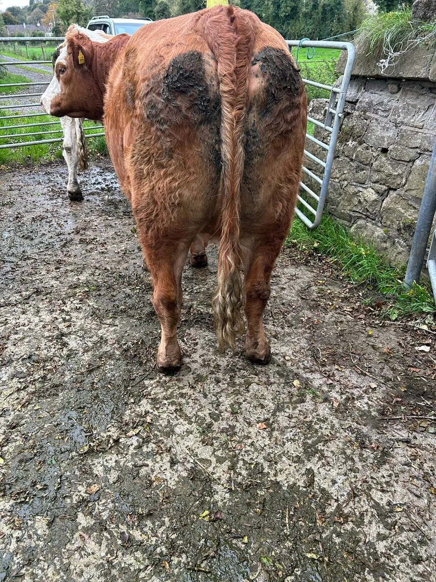 In Calf Heifer 5 ⭐ - Image 3