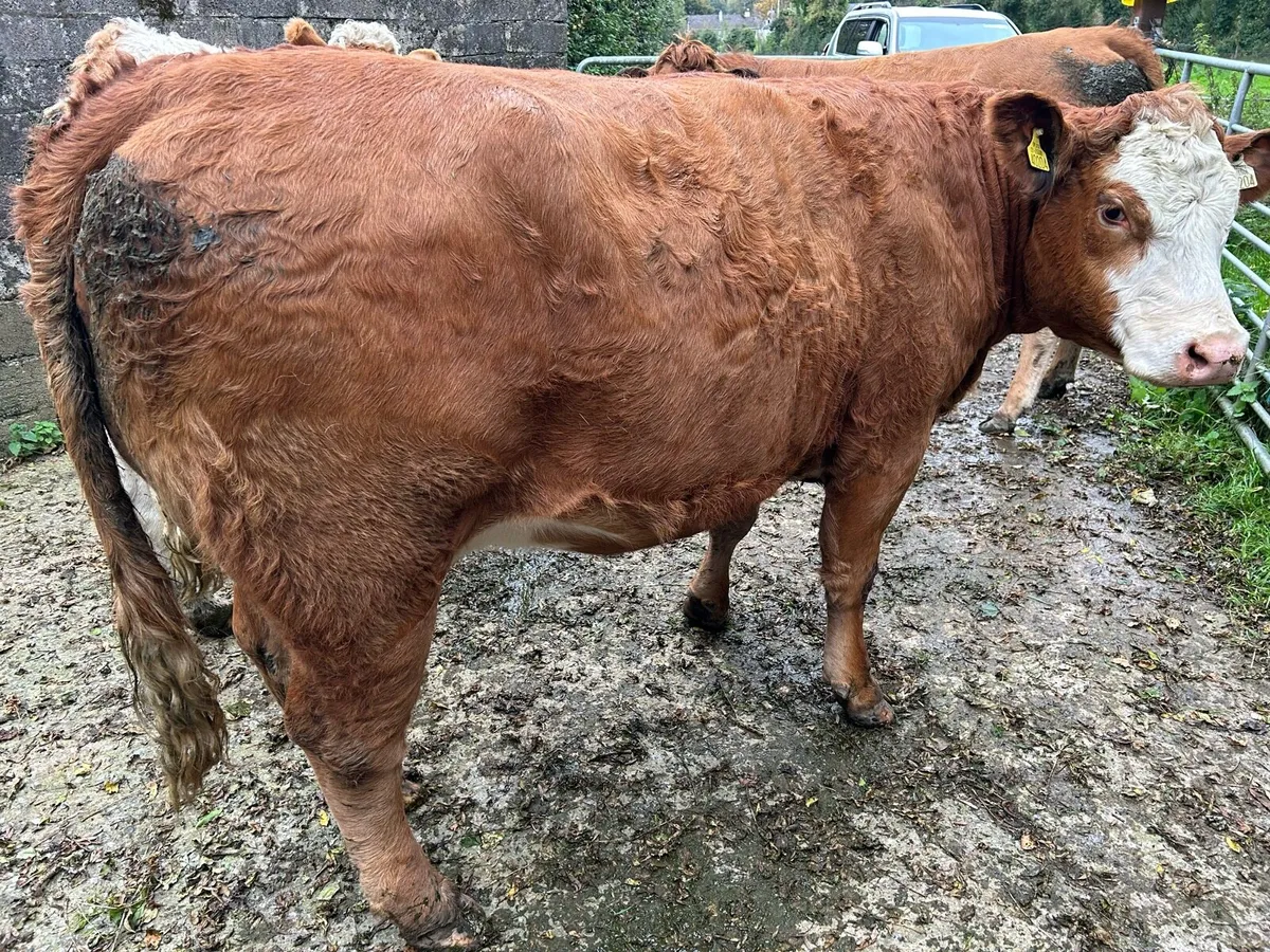 In Calf Heifer 5 ⭐ - Image 4