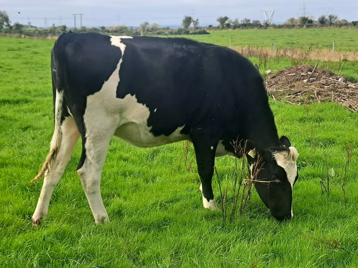 Dairy sale Cork Marts Corrin Fermoy 17th Oct - Image 1