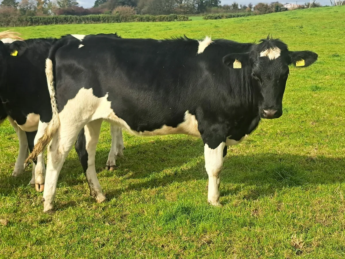 Dairy sale Cork Marts Corrin Fermoy 17th Oct - Image 2