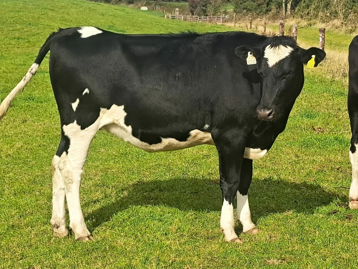 Dairy sale Cork Marts Corrin Fermoy 17th Oct - Image 3