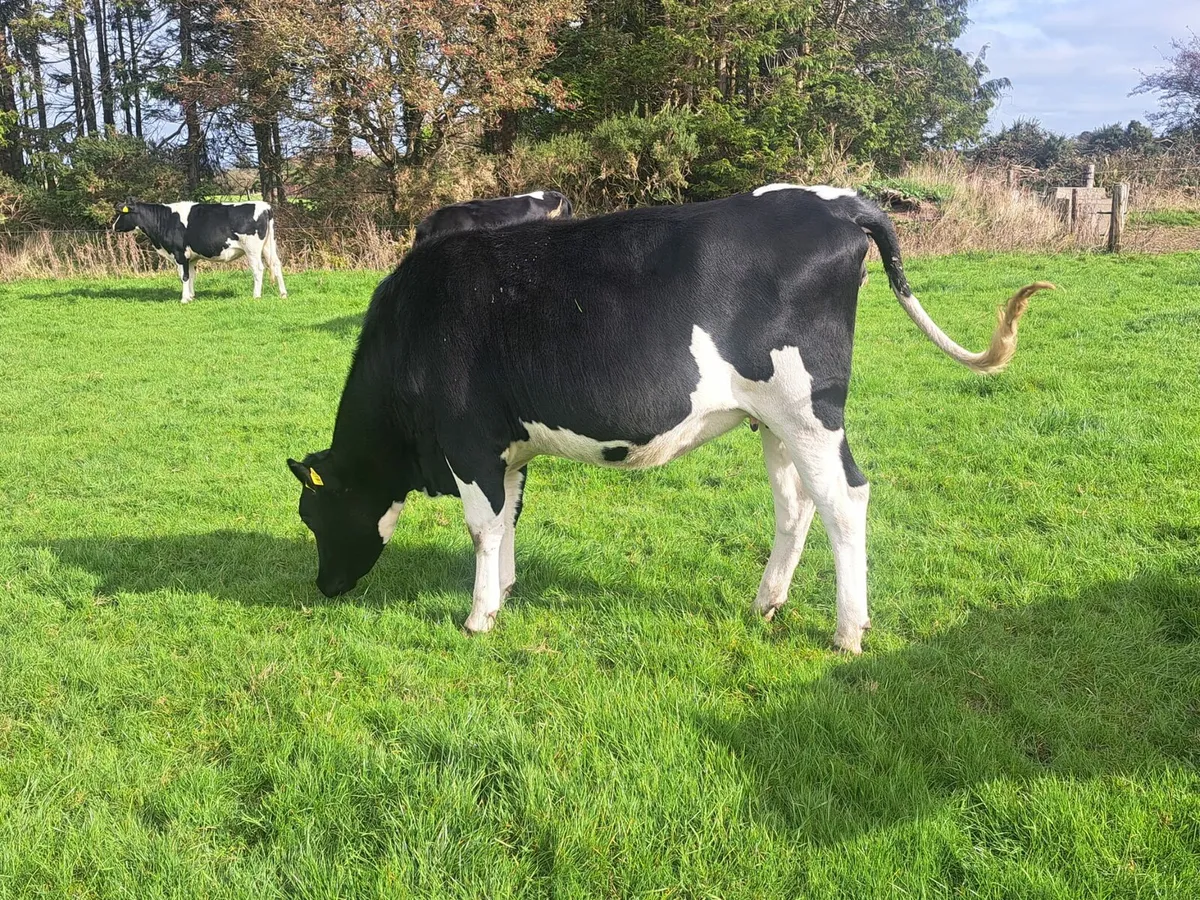 Dairy sale Cork Marts Corrin Fermoy 17th Oct - Image 4
