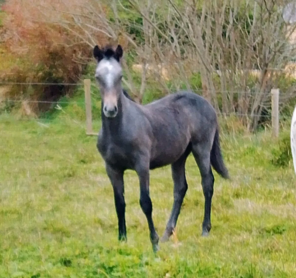 Connemara Colt Foal - Image 1