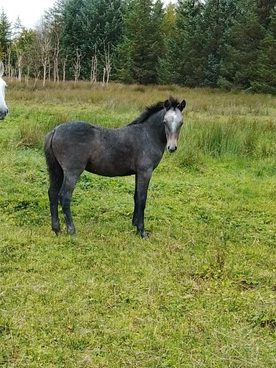 Connemara Colt Foal - Image 4