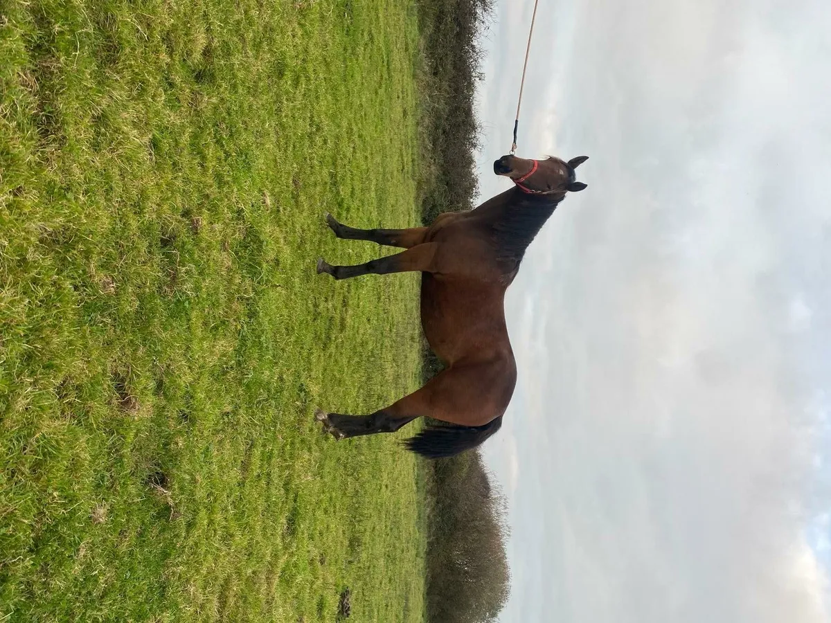 Pointilliste filly for sale - Image 2