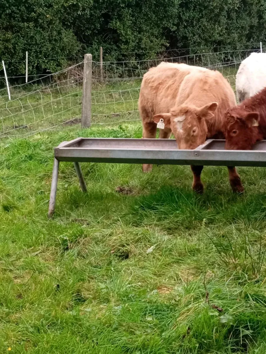 Hybrid bull 5⭐⭐⭐⭐⭐ - Image 2