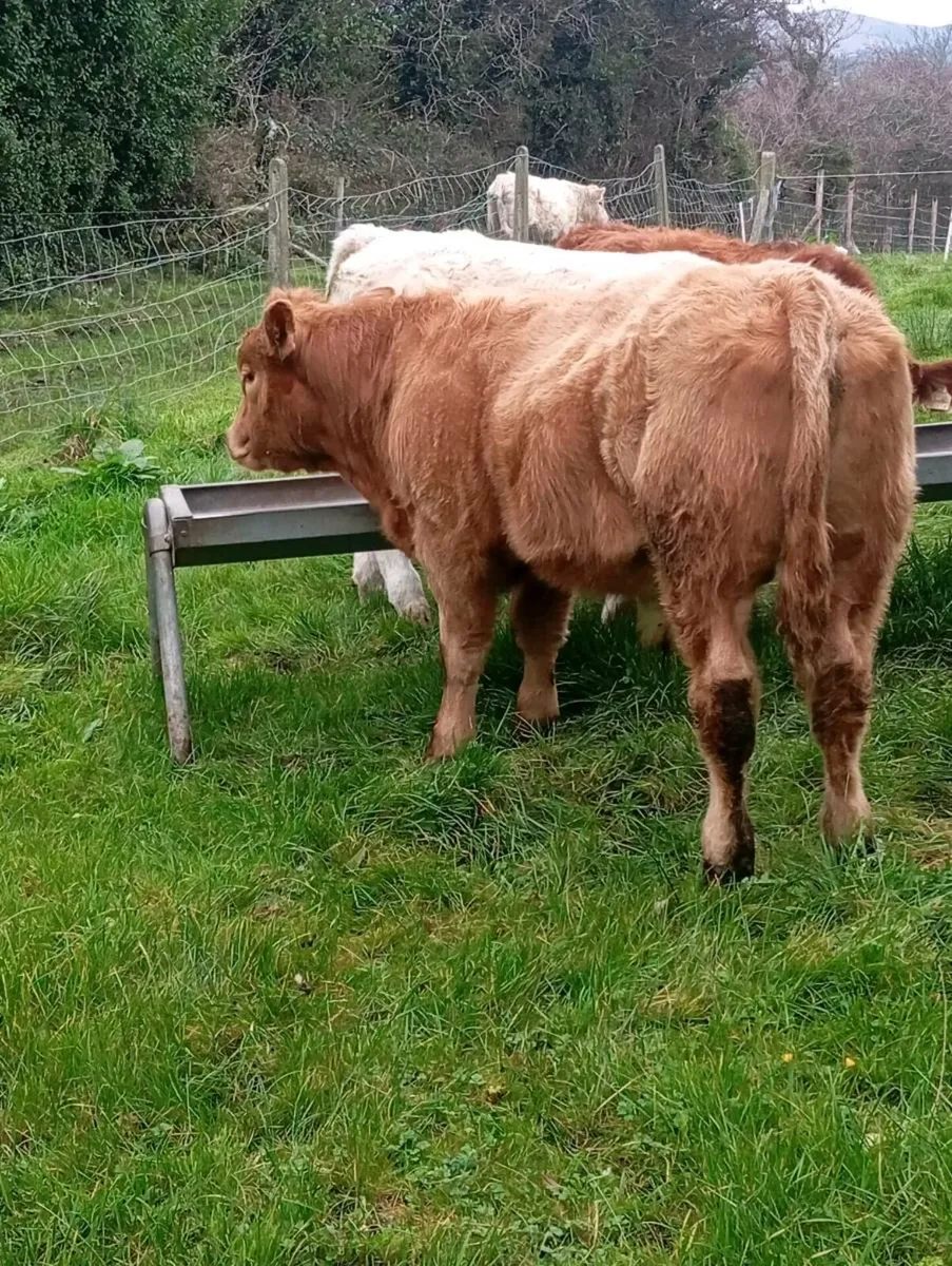 Hybrid bull 5⭐⭐⭐⭐⭐ - Image 3