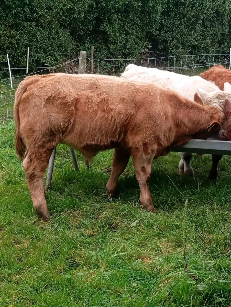 Hybrid bull 5⭐⭐⭐⭐⭐ - Image 4