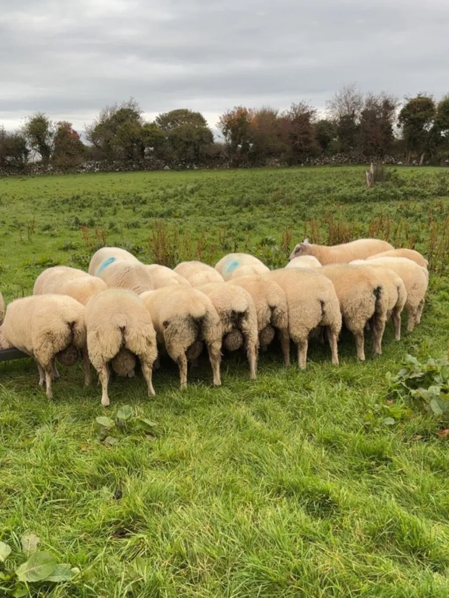 Rouge Beltex X Ram Lambs - Image 1