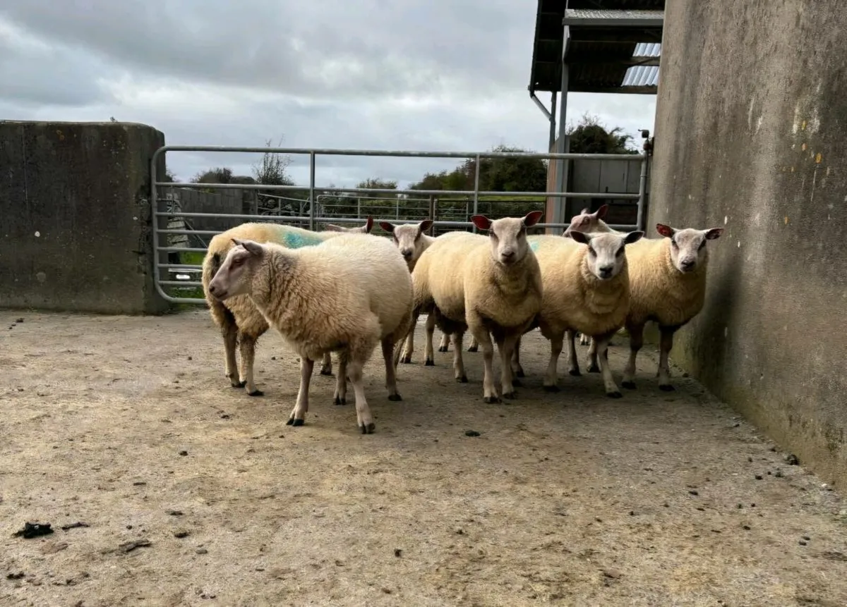 Rouge Beltex X Ram Lambs - Image 2