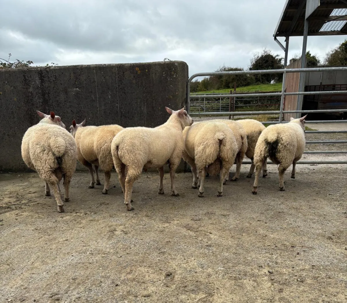 Rouge Beltex X Ram Lambs - Image 3