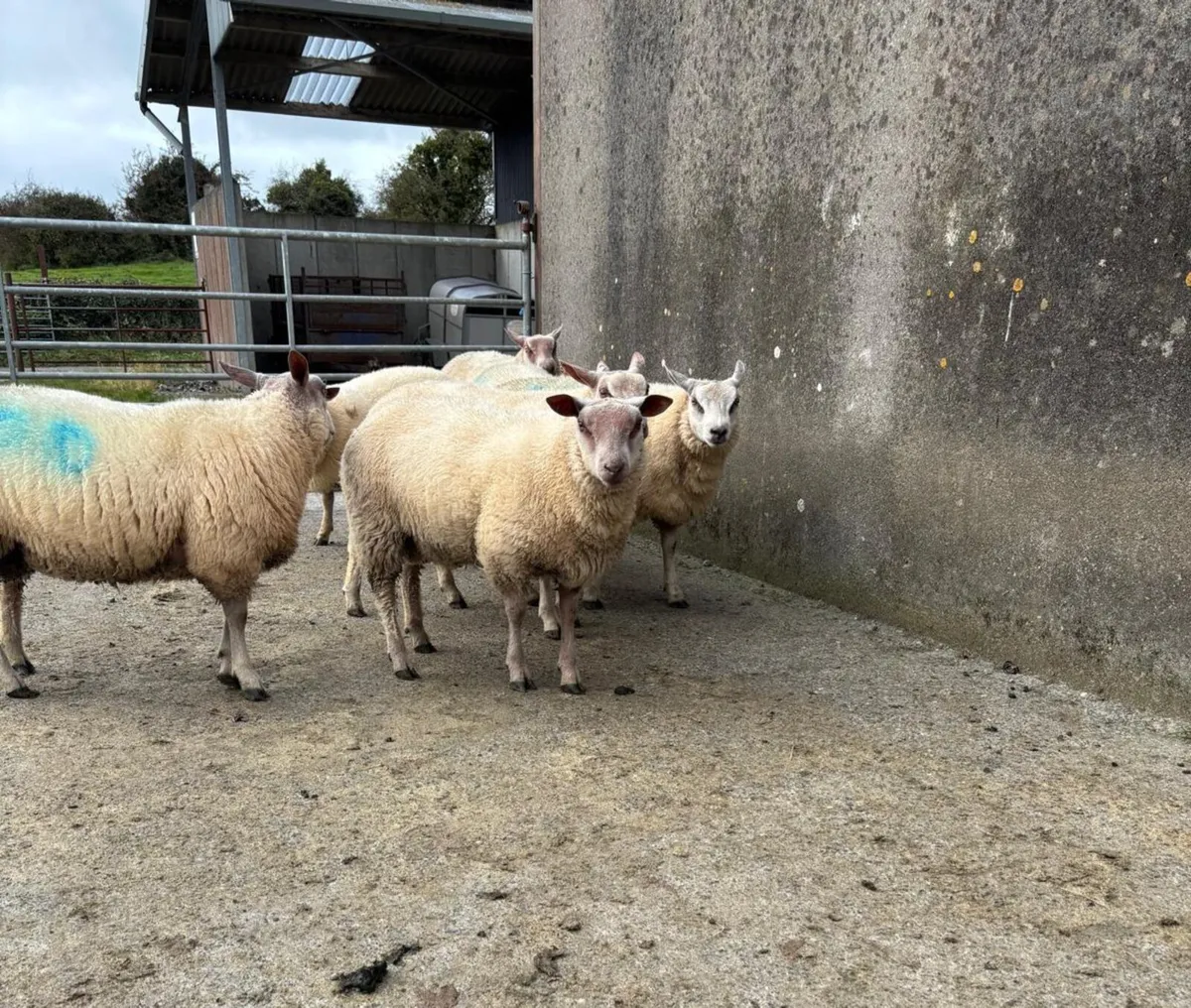Rouge Beltex X Ram Lambs - Image 4