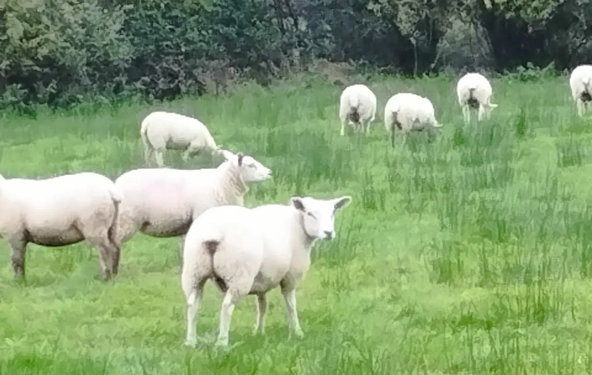 Texel cross ewe lambs organic - Image 1