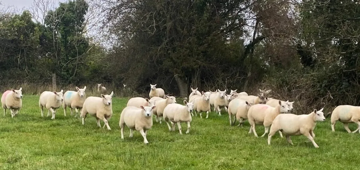 Texel cross ewe lambs organic - Image 2