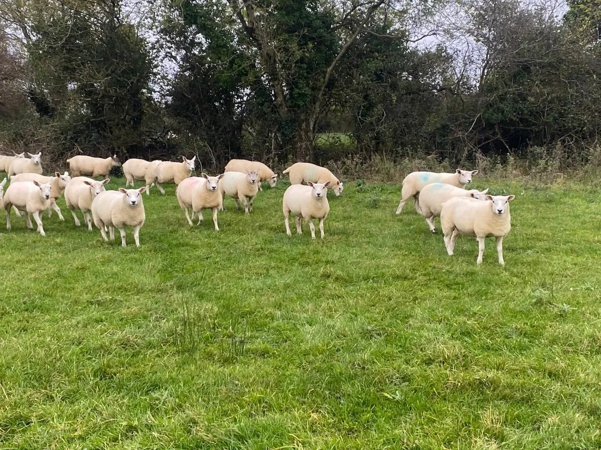 Texel cross ewe lambs organic - Image 3