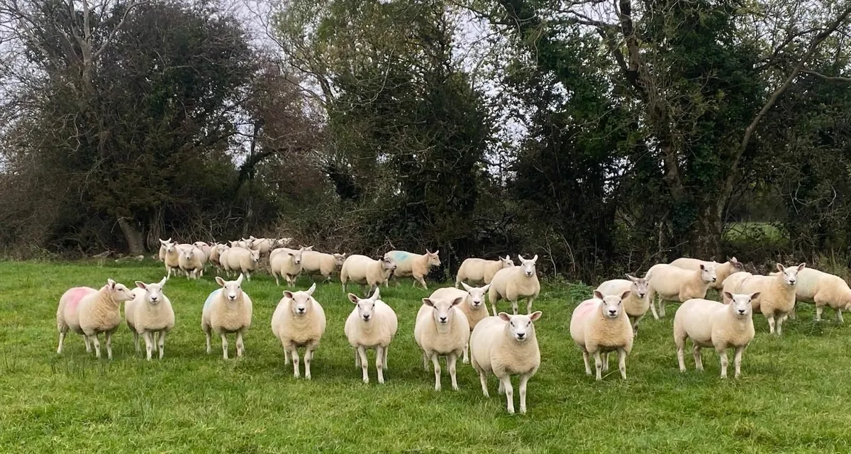Texel cross ewe lambs organic - Image 4