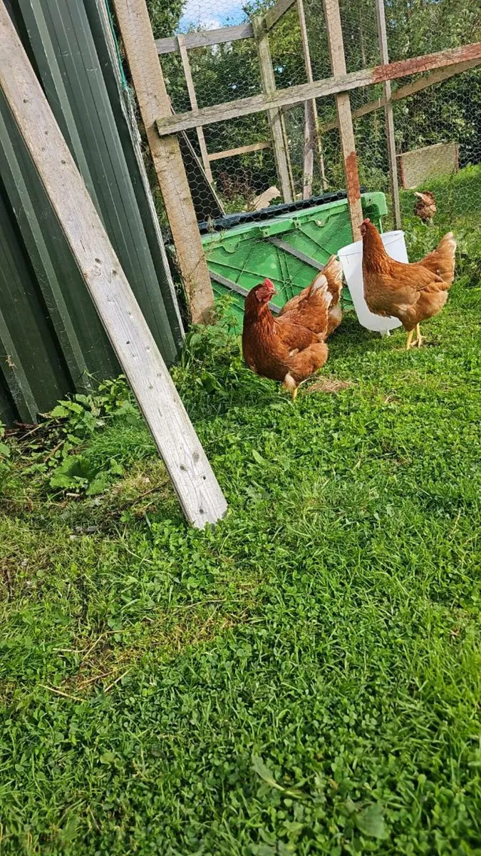 Hens / Quail / Ducks / chinkens - Image 1