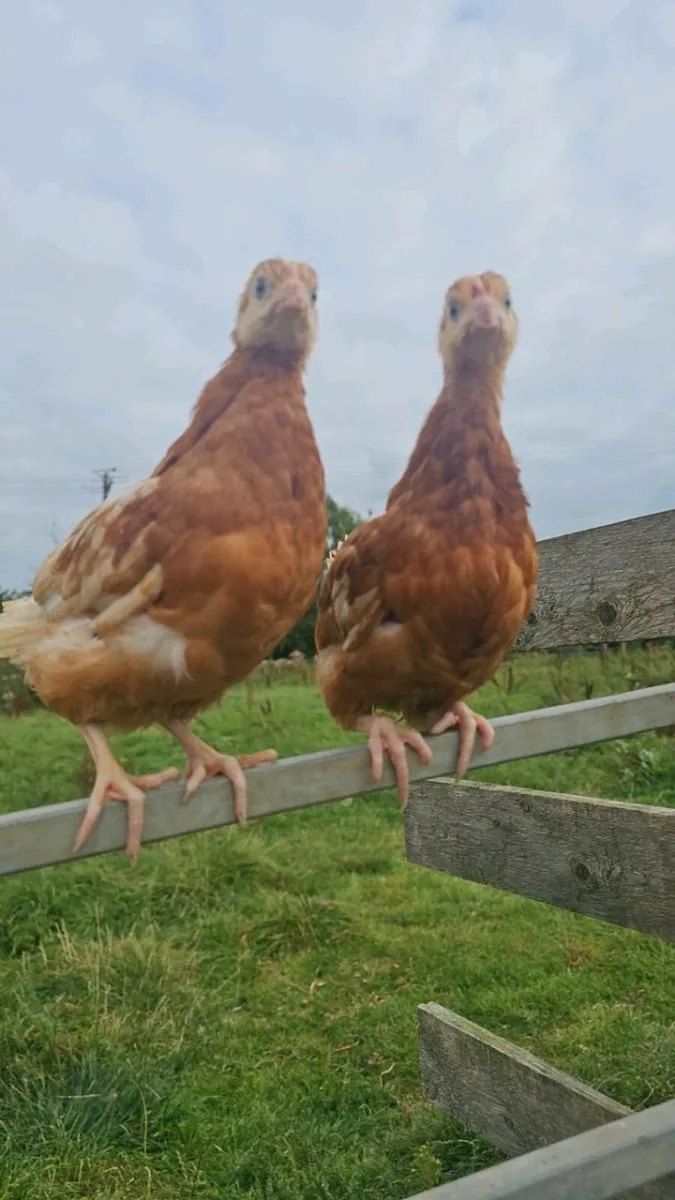 Hens / Quail / Ducks / chinkens - Image 2
