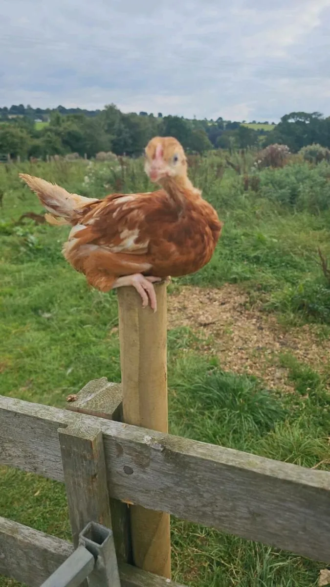 Hens / Quail / Ducks / chinkens - Image 3