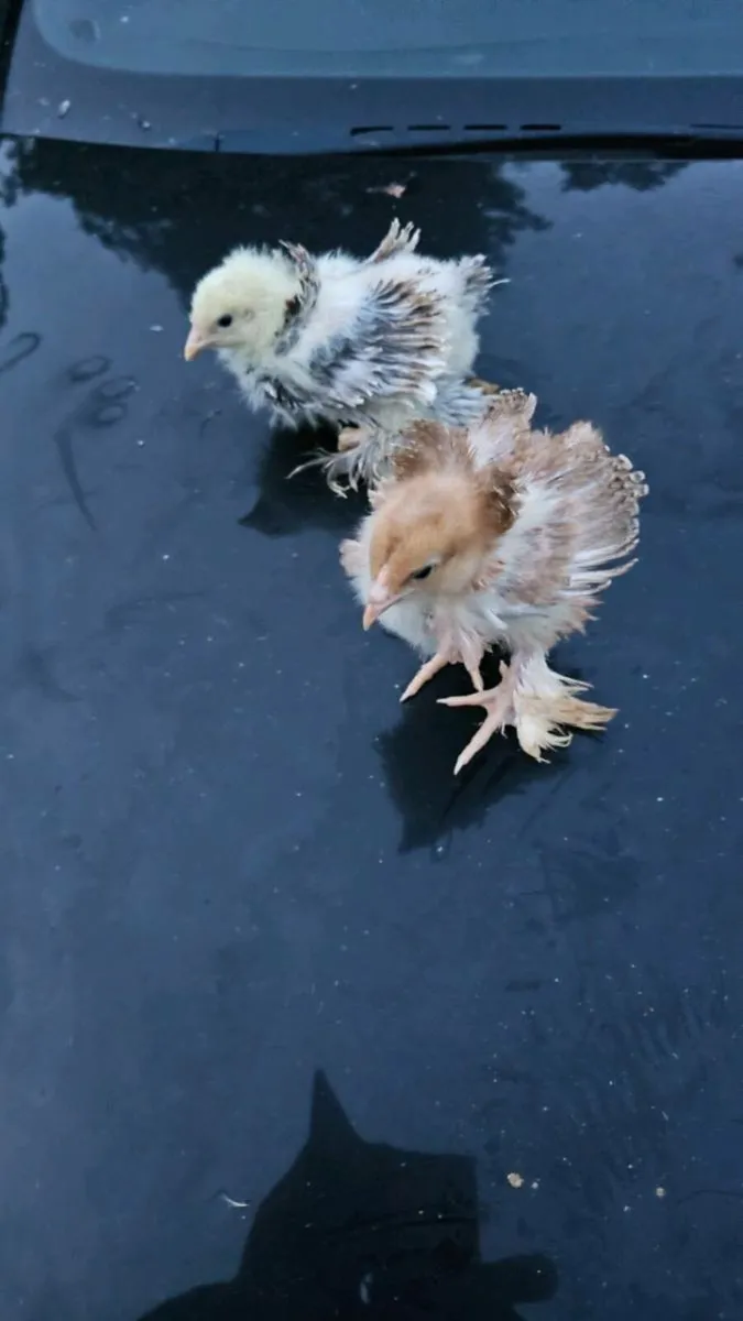 Hens / Quail / Ducks / chinkens - Image 4