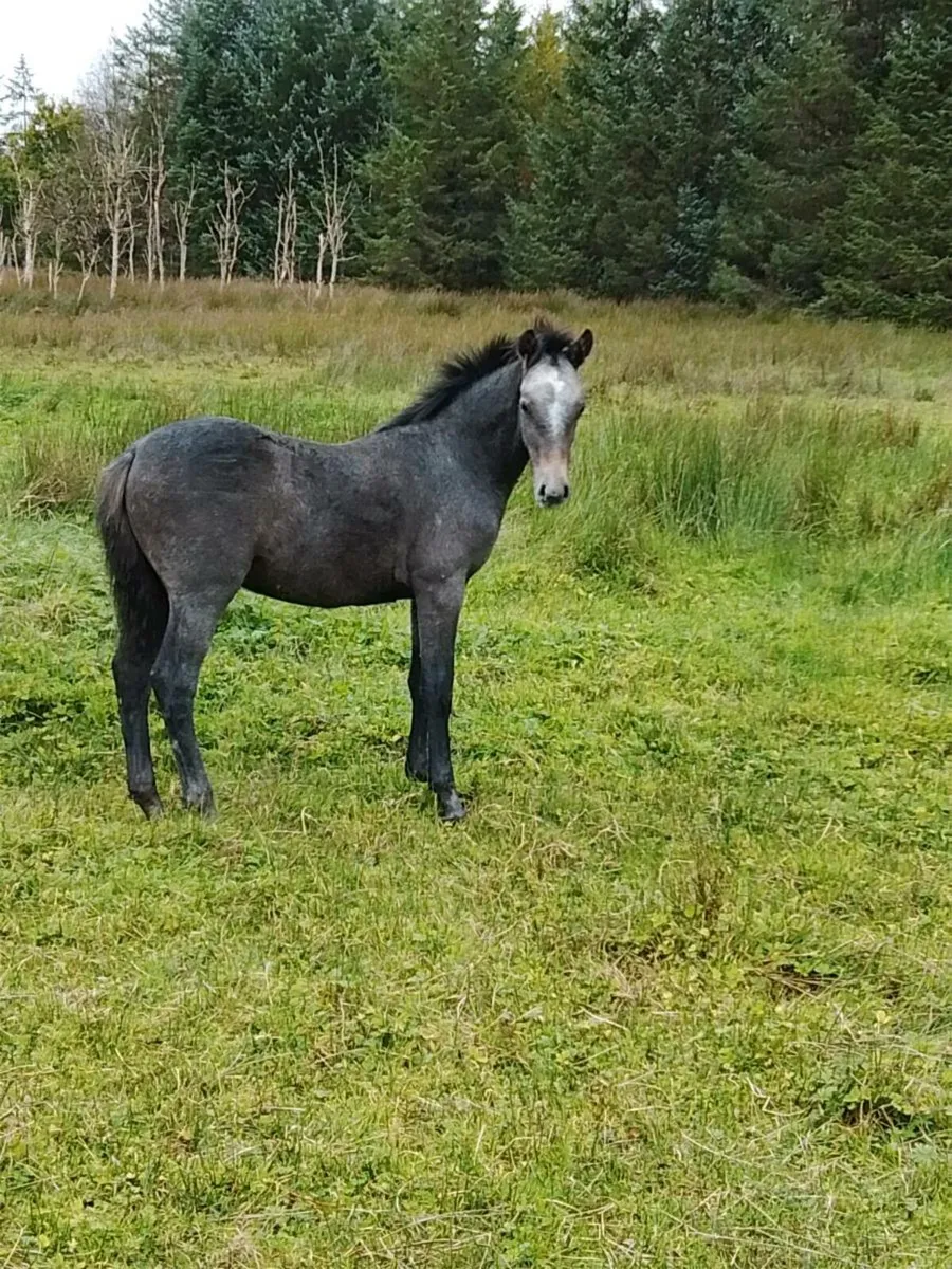Connemara Colt Foal - Image 3