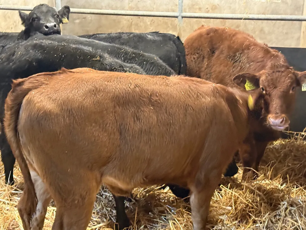 7 SUPER LIMOUSINE WEANLINGS ( AI BRED ) - Image 2