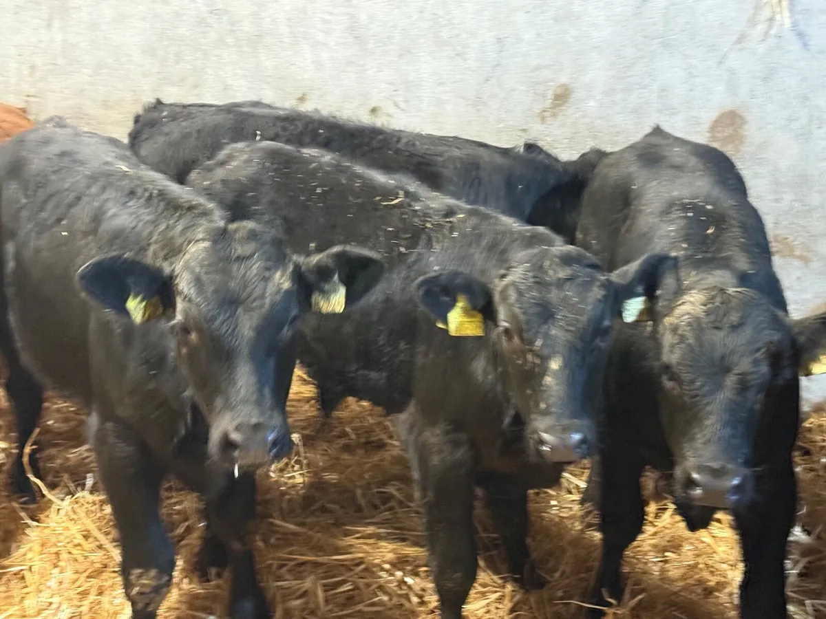 7 SUPER LIMOUSINE WEANLINGS ( AI BRED ) - Image 3