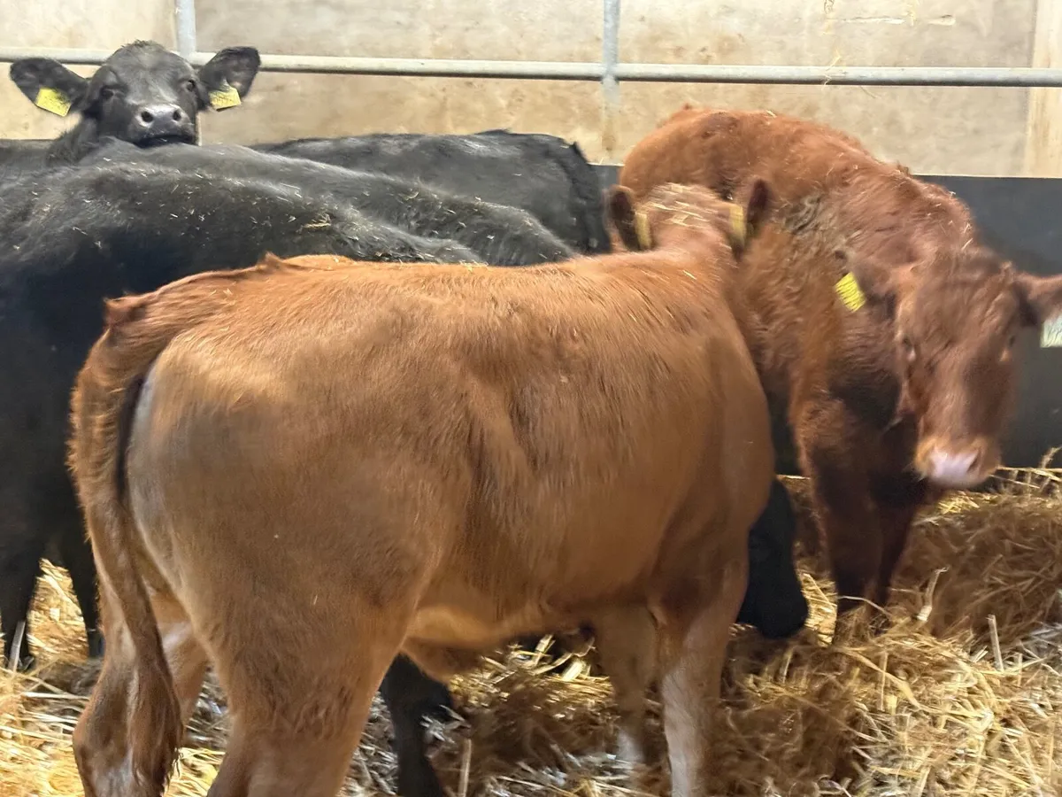 7 SUPER LIMOUSINE WEANLINGS ( AI BRED ) - Image 4