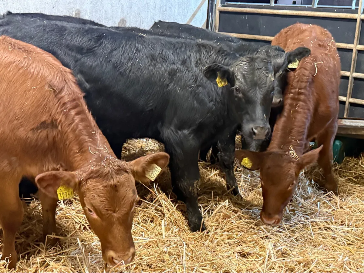 7 SUPER LIMOUSINE WEANLINGS ( AI BRED ) - Image 1