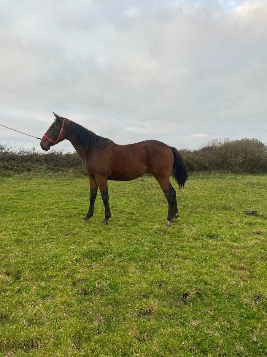 Pointilliste filly for sale - Image 3