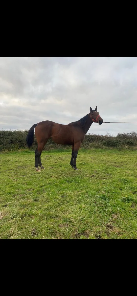 Pointilliste filly for sale - Image 1