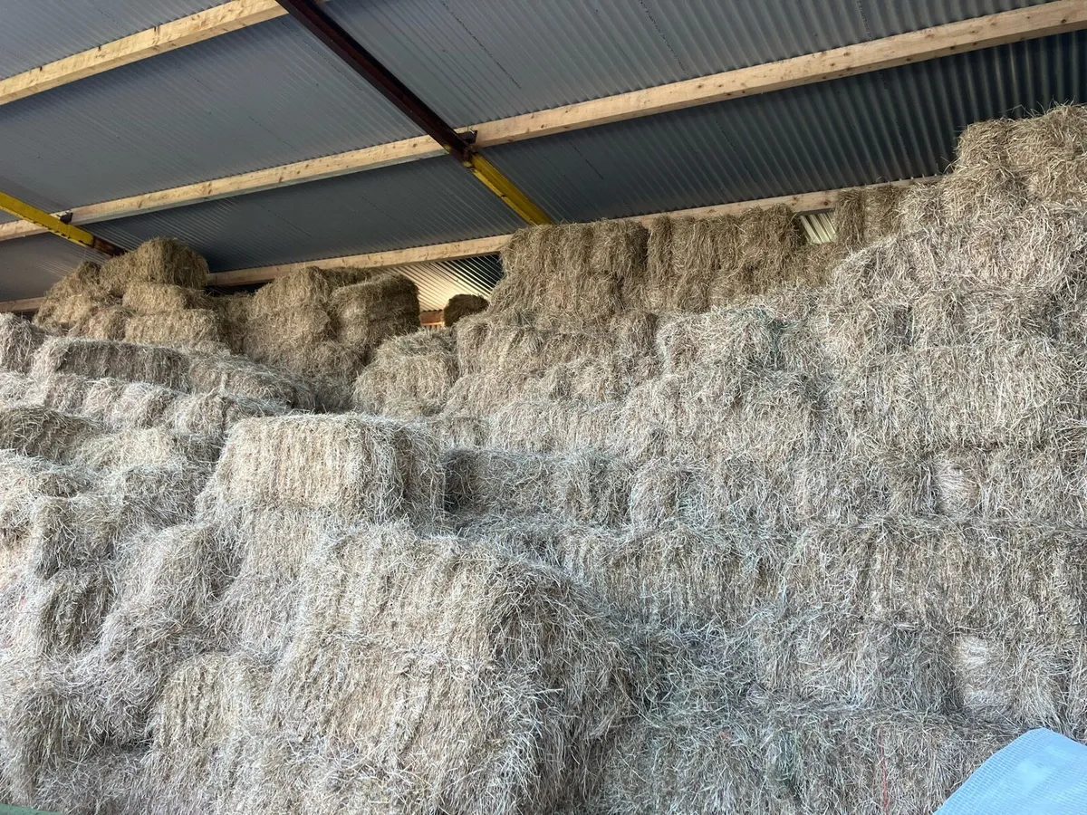 Hay - Image 2