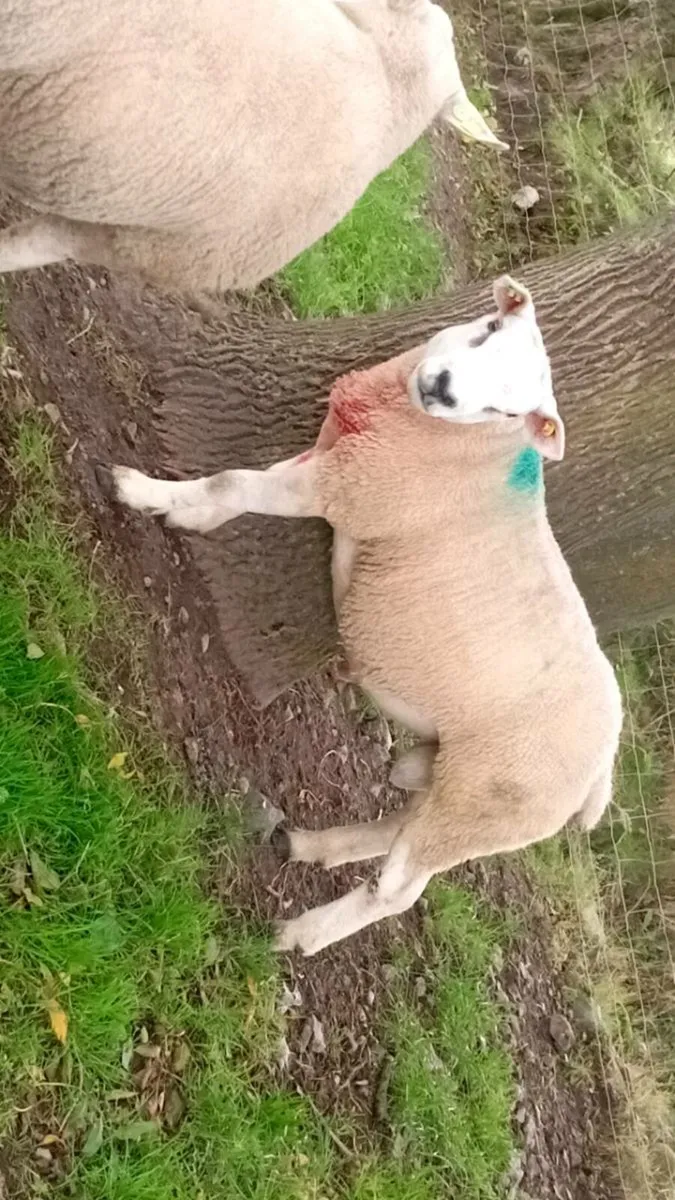 Texel ram - Image 1