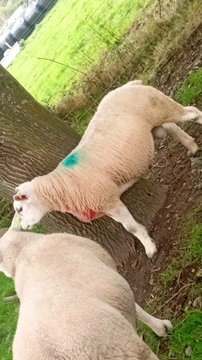 Texel ram - Image 2