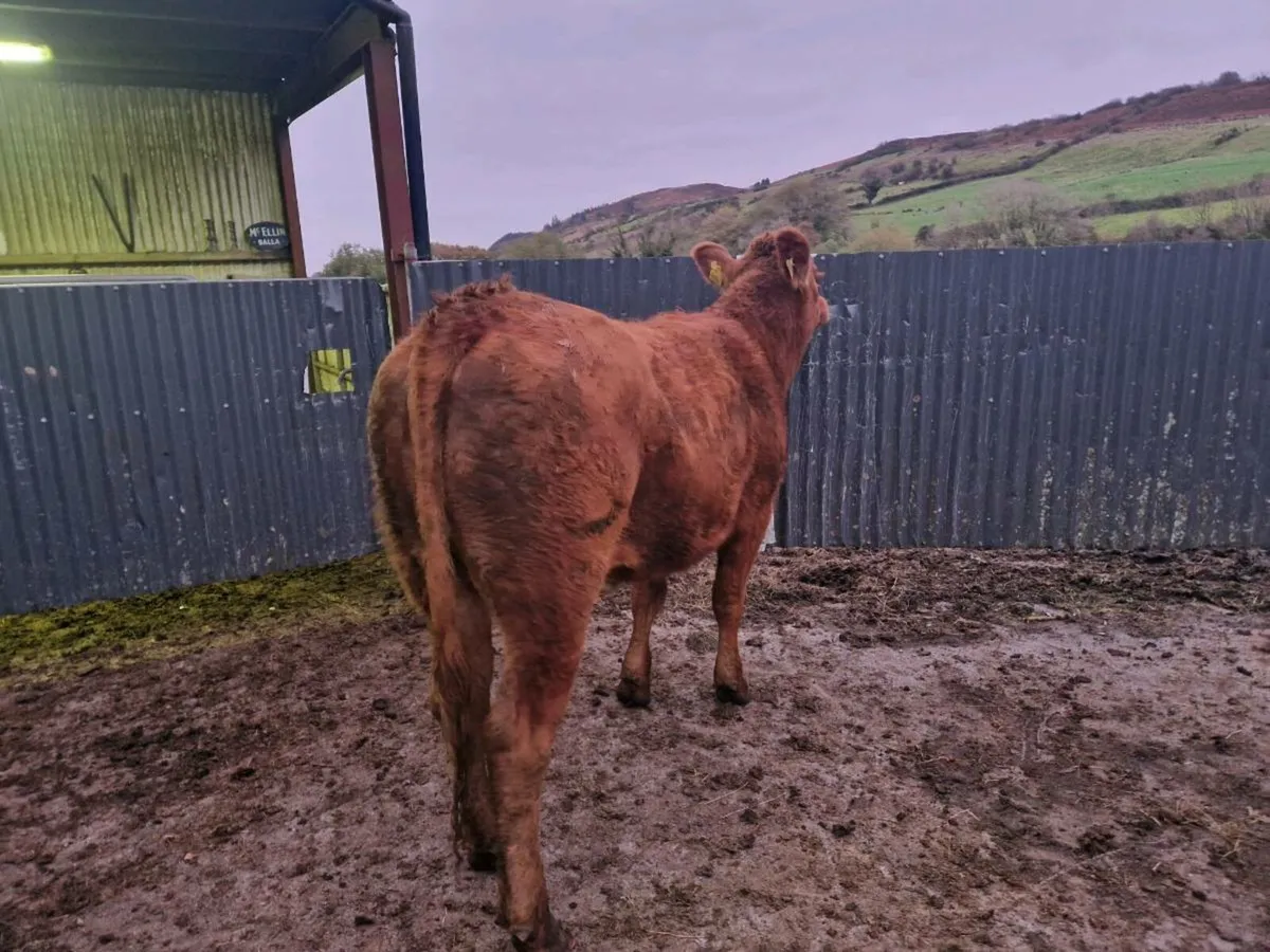 2 Breeding Heifers 5 star genotype - Image 2