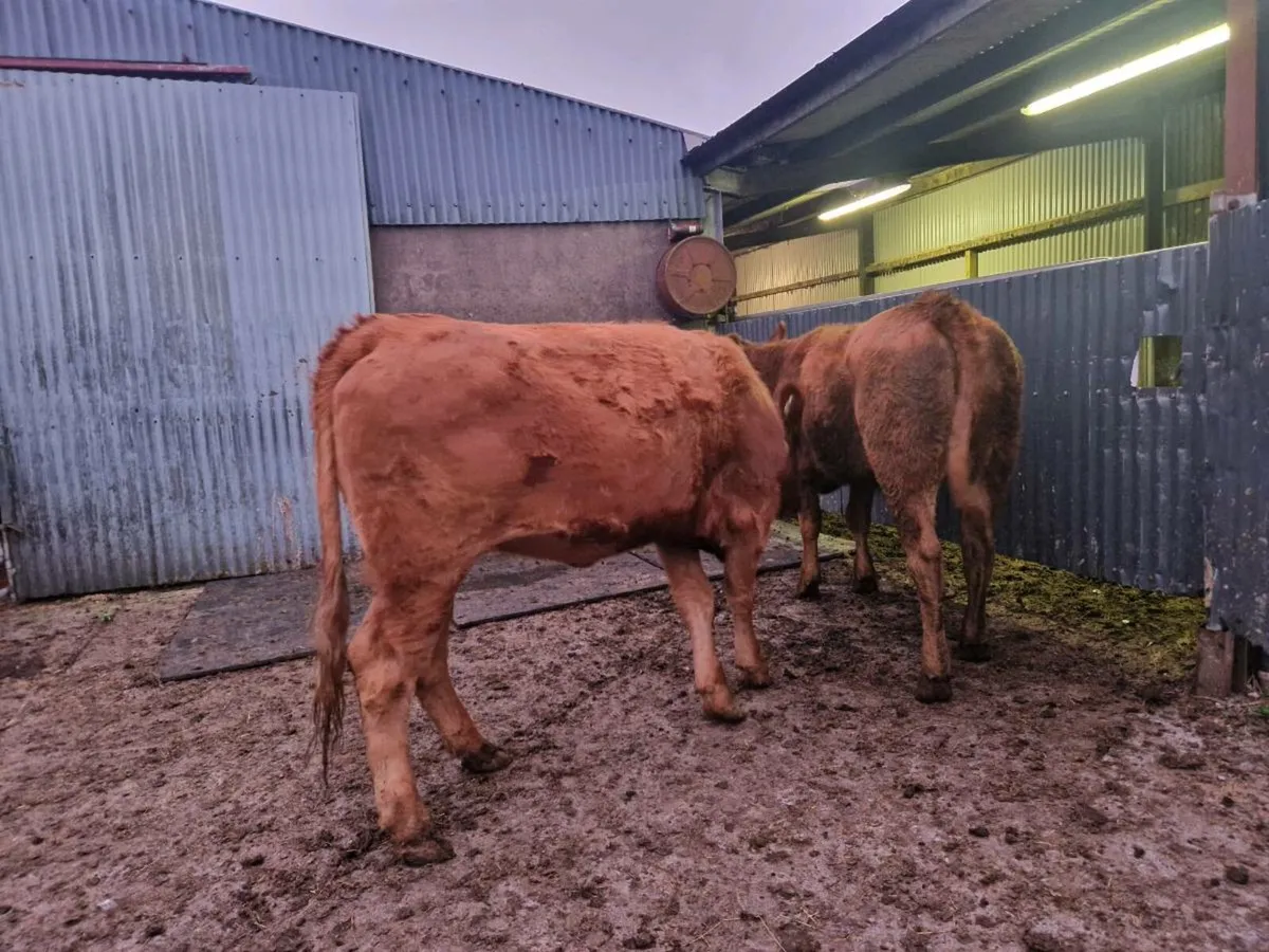 2 Breeding Heifers 5 star genotype - Image 3