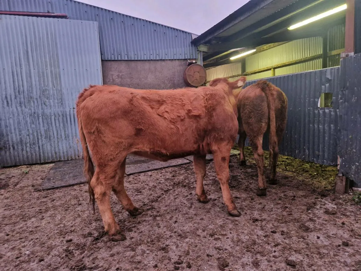2 Breeding Heifers 5 star genotype - Image 4