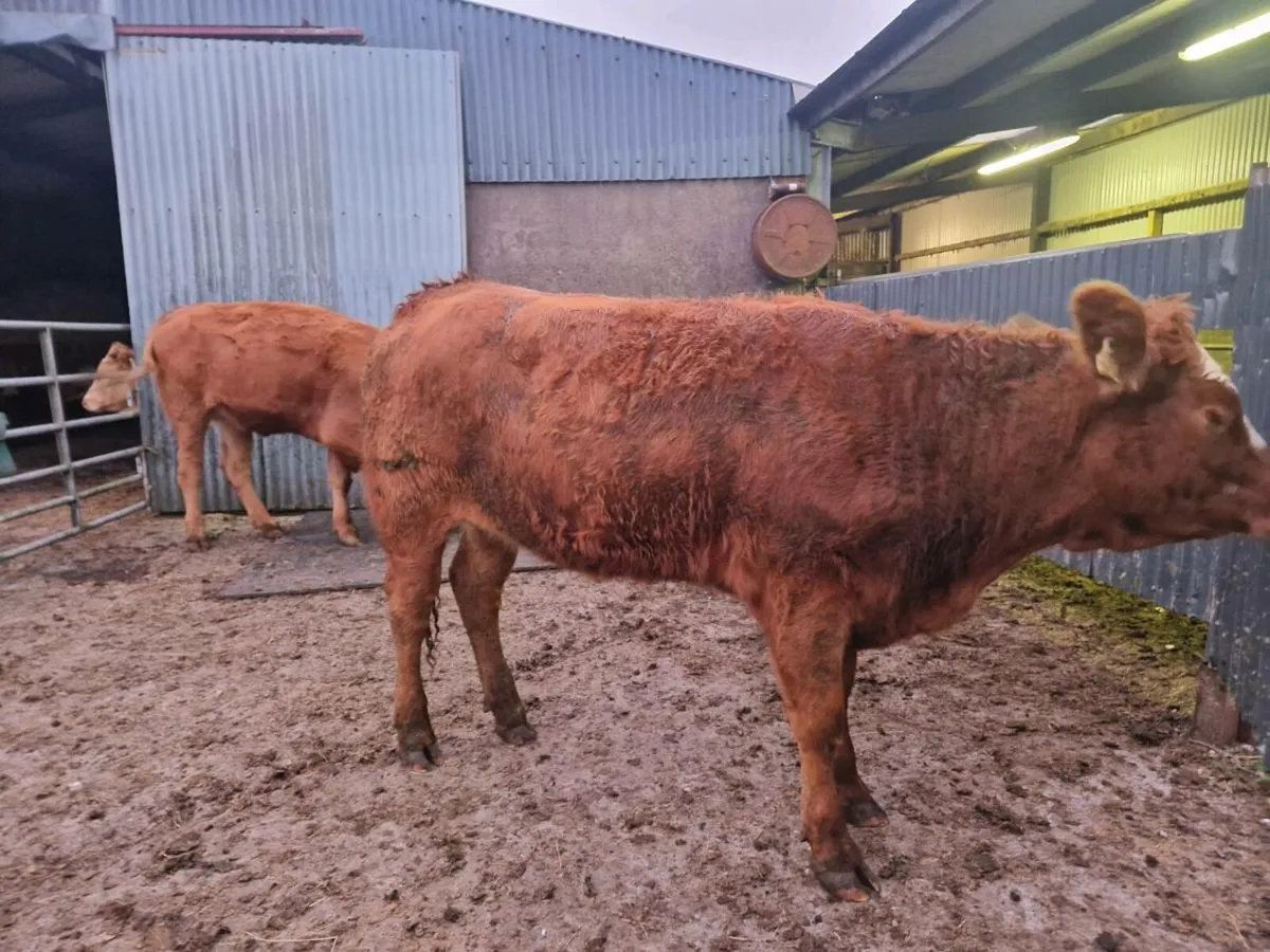 2 Breeding Heifers 5 star genotype - Image 1